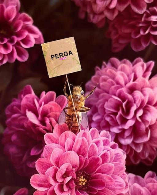 perga